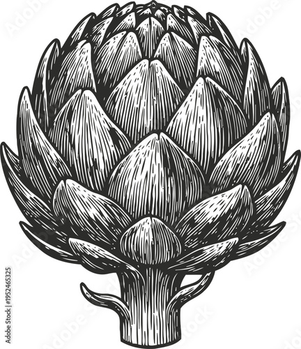 Detailed vintage artichoke illustration botanical sketch of fresh vegetable with textured leaves and stem for healthy food concept