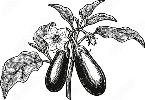 Detailed vintage engraving of an eggplant plant with two ripe fruits, leaves, and flowering blossom illustration