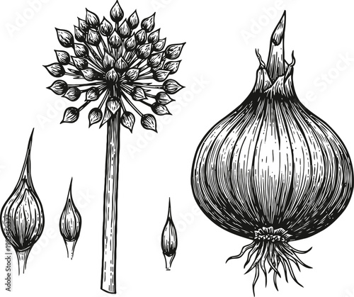Hand drawn garlic bulb, flower, and cloves detailed botanical sketch of allium plant parts and root vegetable