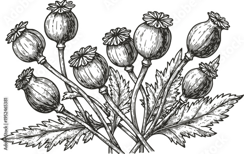 Vintage botanical illustration of poppy seed pods with detailed leaves and stems