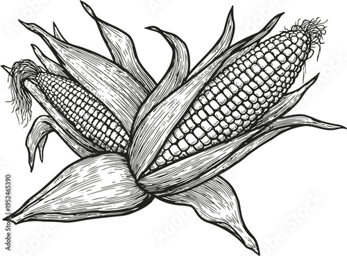 Two ears of corn with husks partially peeled back, detailed black and white botanical illustration