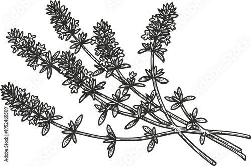 Lavender sprigs bundle detailed line art herbal plant with flower spikes and leaves illustration