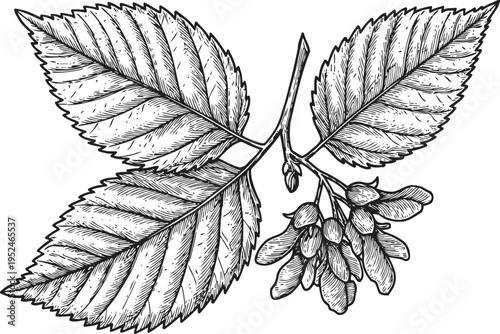 Detailed botanical illustration of elm tree branch with leaves and seeds in black and white