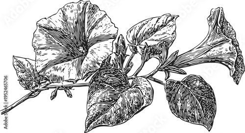 Detailed black and white engraving of morning glory flowers and leaves on a branch botanical illustration