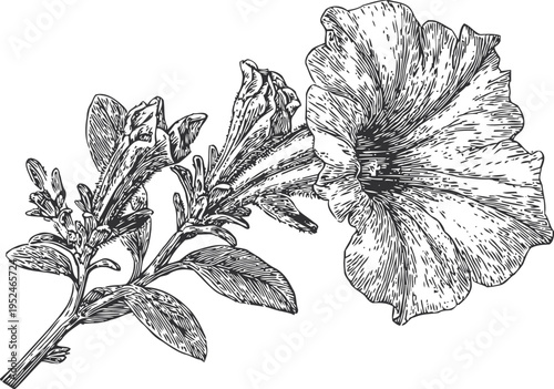 Detailed black and white illustration of a blooming petunia flower with leaves and buds on a single stem