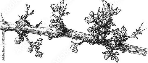 grape vine branch with clusters of grapes and leaves botanical illustration