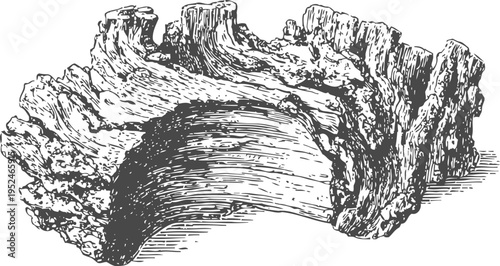 detailed wood bark texture illustration natural tree bark section with rough rugged surface and organic patterns