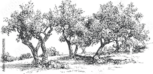 Olive trees grove sketch mediterranean landscape with mature olive trees and rocky terrain hand drawn vintage illustration