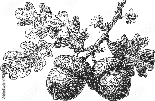 Detailed oak branch with acorns and leaves illustration, natural botanical drawing of oak tree components