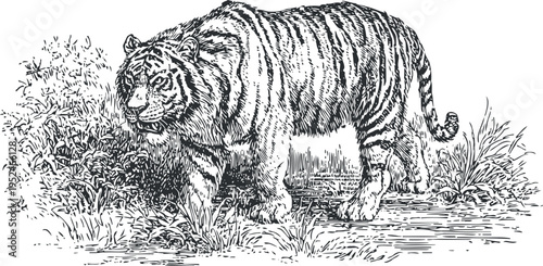 Tiger walking in natural habitat detailed black and white vintage wildlife illustration