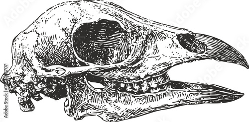 Detailed vintage illustration of a bird skull with long beak, side view anatomical drawing