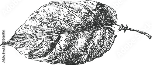 Detailed hand drawn black and white illustration of a dried leaf with visible veins and curled edges