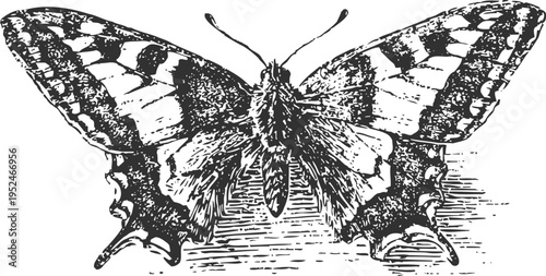 detailed vintage illustration of a swallowtail butterfly with open wings and intricate patterns