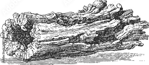 Detailed vintage illustration of tree bark texture in horizontal position