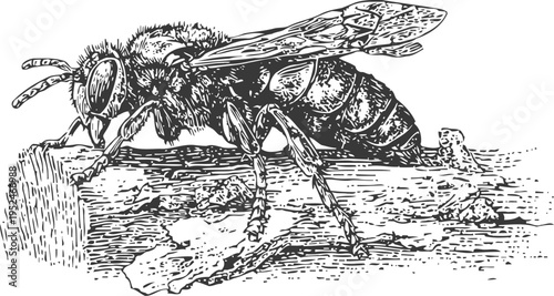 Detailed black and white drawing of a bee perched on a tree branch in vintage engraving