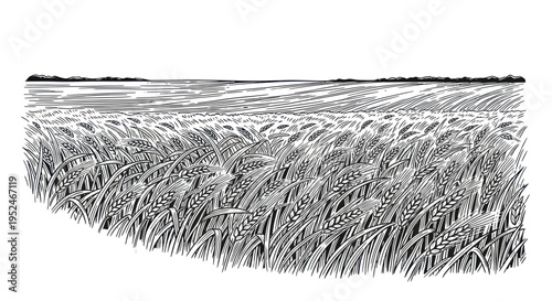 Wheat Field Illustration: Rural Landscape, Agricultural Harvest, Rural Scenery