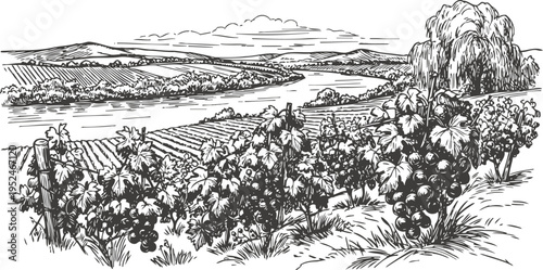 Grape vineyard landscape with fruit bearing grapevines near river and rolling hills countryside scene