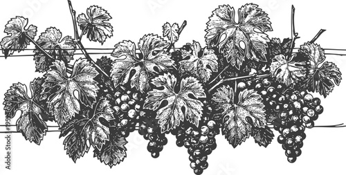 Grape vine with bunches of ripe grapes and detailed leaves illustrated in vintage