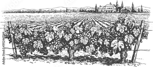 Vineyard landscape with grapevines and distant farmhouse in detailed vintage sketch