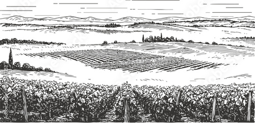Scenic vineyard landscape with rows of grapevines, hills in the background, rural agriculture illustration