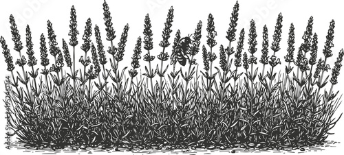 Lavender herb bush with flowers and leaves in a decorative garden border illustration