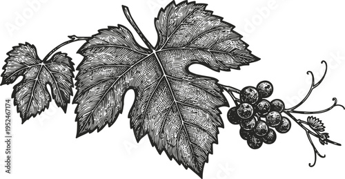 Vintage grapevine branch with leaves and grape cluster engraving illustration