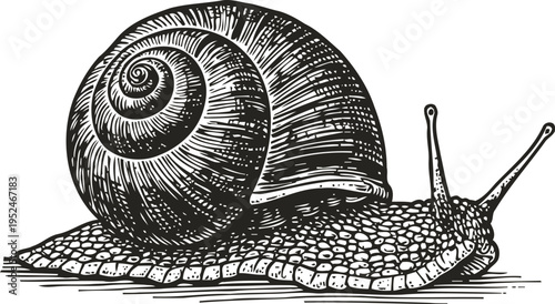 Detailed black and white illustration of a snail with a spiral shell crawling on a surface, natural wildlife drawing