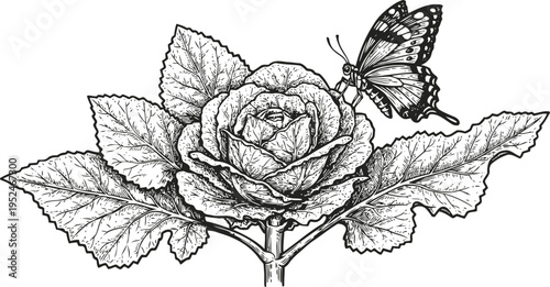 Detailed botanical illustration of a blooming cabbage rose with textured leaves and a butterfly resting