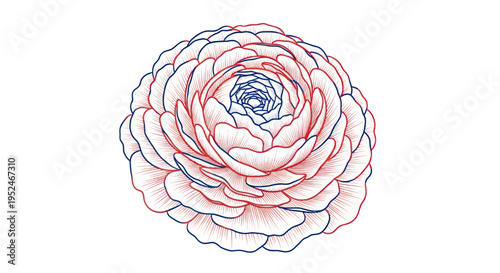 Delicate Ranunculus Flower Sketch with Red and Blue Outline