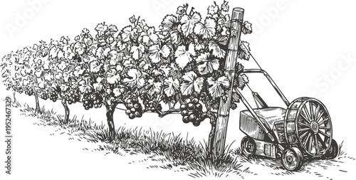 Vintage vineyard grapevine rows with old manual lawn mower for agricultural maintenance illustration