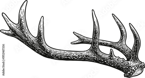 Detailed black and white illustration of a deer antler with multiple tines and textured surface