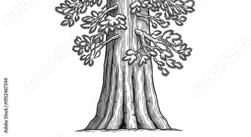 Giant Sequoia Tree Trunk and Branches - Vintage Engraving Style
