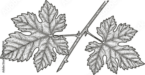 Illustration of grapevine branch with detailed leaves and thorn, vintage botanical drawing