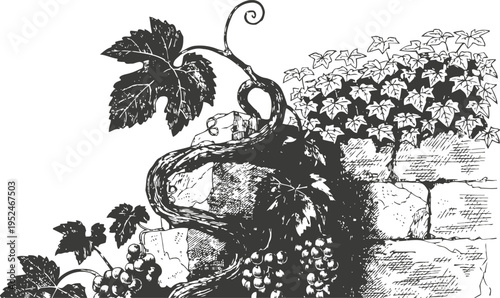 Black and white ink drawing of grapevine with leaves and grape clusters on stone wall background