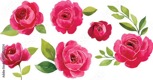 Romantic Pink Roses Watercolor Floral Illustration