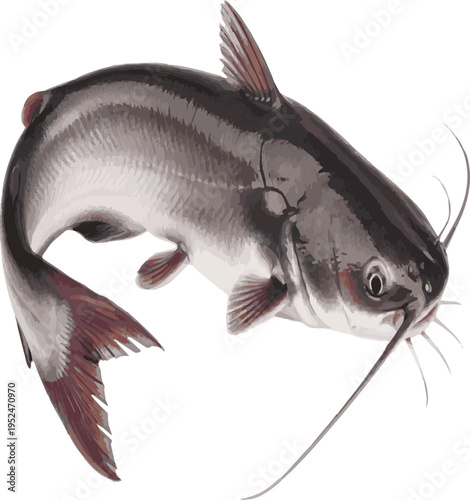 Gray Catfish with Long Whiskers Swimming on White Background freshwater fish aquatic animal