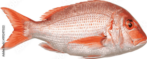 Realistic Illustration of a Red Snapper Fish with Detailed Scales and Fins seafood