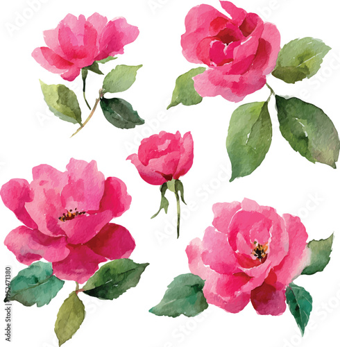 Watercolor Botanical Pink Rose Set on White Background