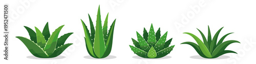 Collection of four different stylized aloe vera plants in various green shades on a white background