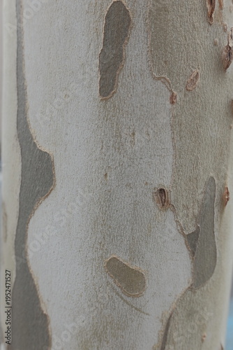 Eucalyptus tree smooth peeling bark texture closeup