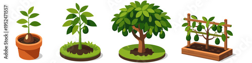 Avocado plant growth stages from seed to mature tree with fruit