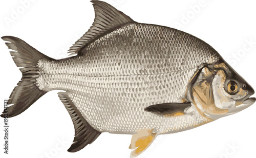 Silver Bream Fish in Profile on White Background aquatic animal