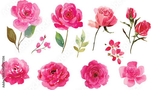 pink roses on white background