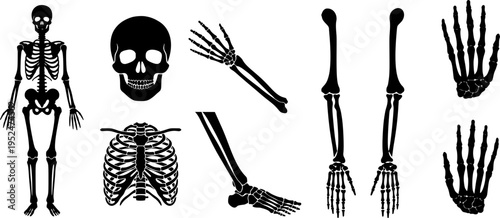 Medical Anatomy Silhouette Bundle - Skull, Ribs, and Limbs.Minimalist Black Skeleton Elements Collection