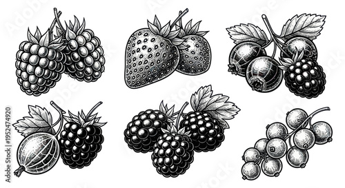 Assortment of Berries: Strawberry, Raspberry, Blackberry, Gooseberry, Currant - Vintage Engraving Style