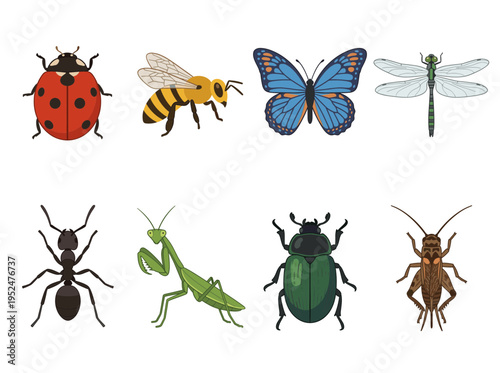Large collection of colorful insect and bug flat vector illustrations including ladybug bee butterfly dragonfly ant mantis beetle and cricket on white