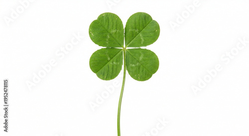 four leaf clover