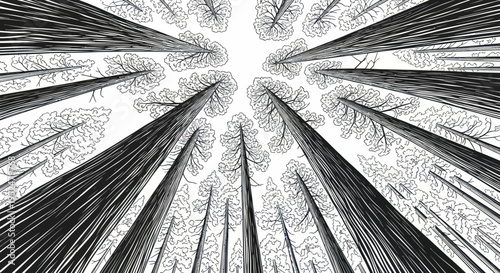 Looking Up Through Tall Trees to the Sky - Black and White Forest Illustration