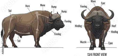 Buffalo Anatomy Diagram Illustration with Labeled Body Parts and Front View for Livestock Education, Farm Animals Study, and Veterinary Vector Design