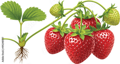 Strawberry Plant Botanical Illustration with Roots, Leaves, Flowers, and Ripe Red Berries for Agriculture, Gardening, and Fruit Biology Vector Design